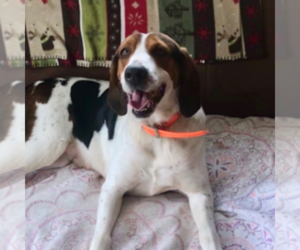 Treeing Walker Coonhound Dog for Adoption in REHOBOTH, Massachusetts USA