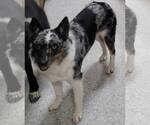 Small #6 Australian Shepherd Mix