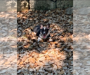 Australian Shepherd-Cardigan Welsh Corgi Mix Puppy for sale in SEGUIN, TX, USA