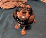 Puppy Luke Cavalier King Charles Spaniel