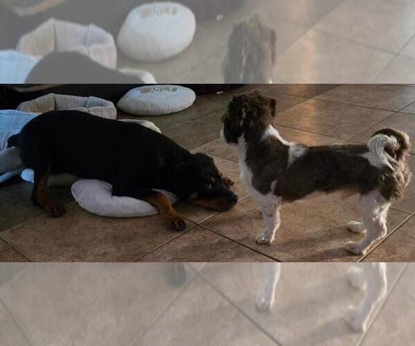 Medium Photo #3 Rottweiler Puppy For Sale in San Antonio, TX, USA