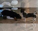 Small Photo #3 Rottweiler Puppy For Sale in San Antonio, TX, USA