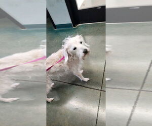 Mutt Dogs for adoption in Oak Bluffs, MA, USA