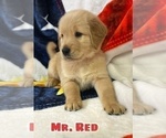 Puppy Mr Red Golden Retriever