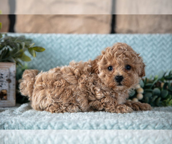Medium Photo #10 Poodle (Miniature)-ShihPoo Mix Puppy For Sale in SUGARCREEK, OH, USA