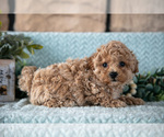 Small Photo #10 Poodle (Miniature)-ShihPoo Mix Puppy For Sale in SUGARCREEK, OH, USA
