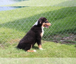 Small #3 Bernese Mountain Dog-Collie Mix