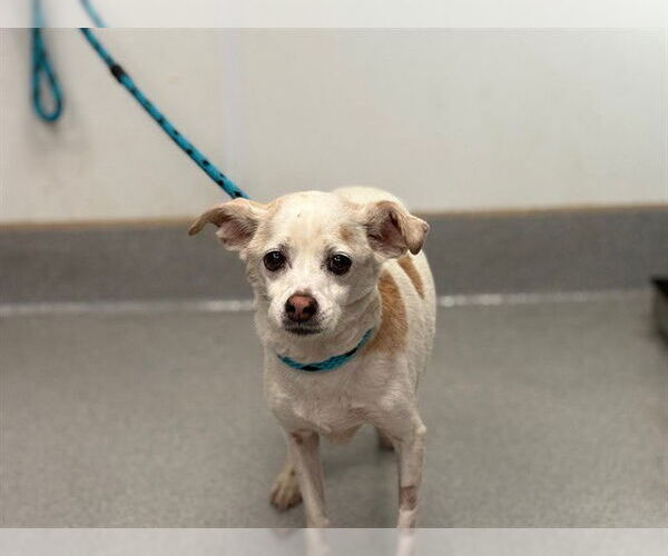Medium Photo #1 Chihuahua-Unknown Mix Puppy For Sale in Rancho Cucamonga, CA, USA