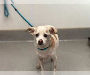Medium Chihuahua Mix
