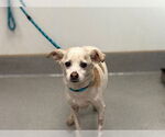 Small Chihuahua Mix