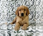 Small #3 Golden Retriever