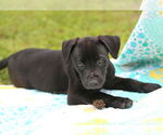 Small #2 Mutt