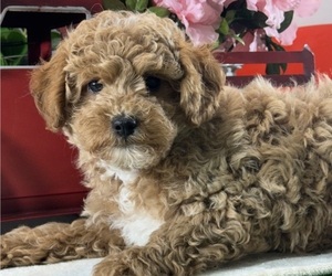 Poodle (Toy) Puppy for sale in CANOGA, NY, USA