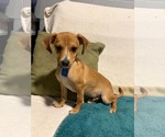 Small #3 Chihuahua Mix