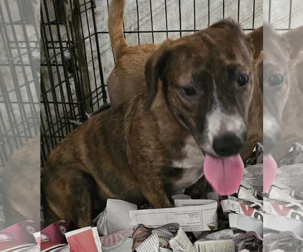 Medium Photo #1 Chihuahua-Unknown Mix Puppy For Sale in Virginia Beach, VA, USA