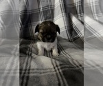 Small Photo #5 Shih Tzu Puppy For Sale in GLENDALE HEIGHTS, IL, USA