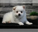 Puppy Mr Petey Pomeranian