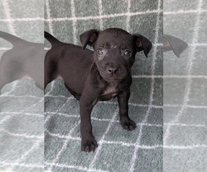 Chihuahua-Unknown Mix Dogs for adoption in Oakhurst, NJ, USA