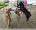 Small #5 Border Collie-Mastiff Mix