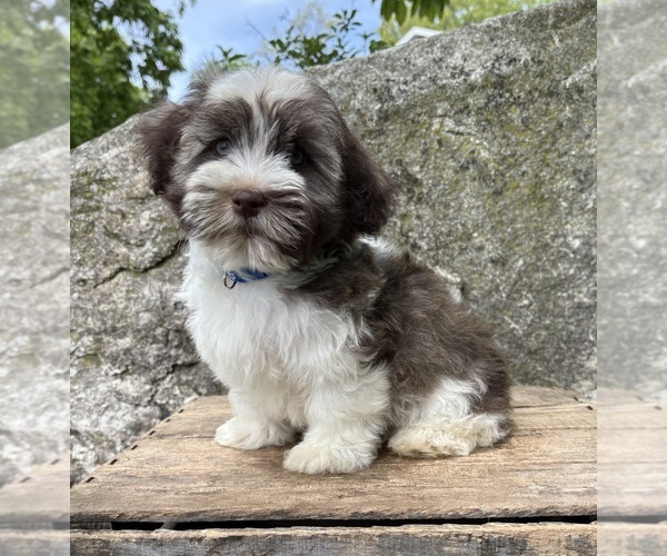 Medium Photo #1 Havanese Puppy For Sale in MIDDLEBURY, IN, USA
