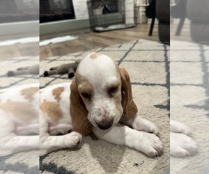 Basset Hound Puppy for Sale in SEYMOUR, Indiana USA