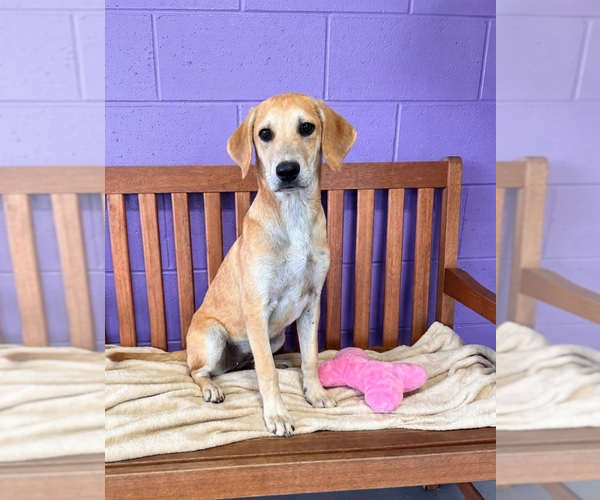Medium Photo #1 Labrador Retriever-Unknown Mix Puppy For Sale in Genesee, WI, USA