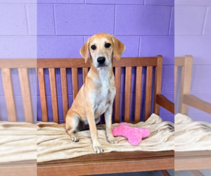Labrador Retriever-Unknown Mix Dogs for adoption in Genesee, WI, USA