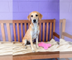 Small Labrador Retriever Mix