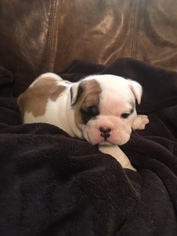 Bulldog Puppy for sale in PEMBROKE, GA, USA