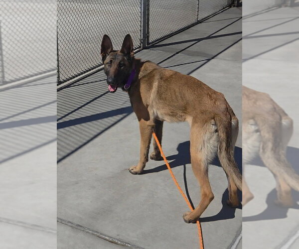 Medium Photo #2 German Shepherd Dog-Unknown Mix Puppy For Sale in Imlay City, MI, USA
