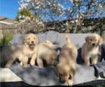 Small Photo #31 Golden Retriever Puppy For Sale in CITRUS HEIGHTS, CA, USA