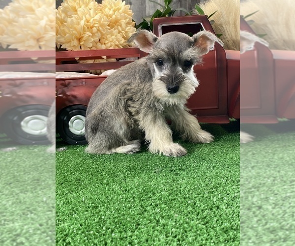 Medium Photo #4 Schnauzer (Miniature) Puppy For Sale in CANOGA, NY, USA