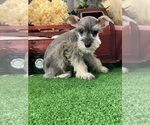 Small #3 Schnauzer (Miniature)