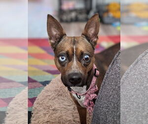 Rat Terrier-Unknown Mix Dogs for adoption in The Woodlands, TX, USA