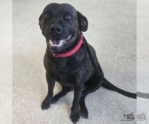 Tigri - Male Labrador Retriever-Unknown Mix Dog for Adoption - Photo #2