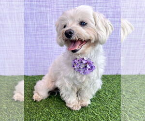 Poodle (Miniature)-Unknown Mix Dogs for adoption in Corona, CA, USA