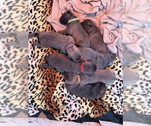 Cane Corso Puppy for sale in LANCASTER, CA, USA