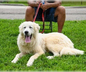 Great Pyrenees Dogs for adoption in Glen Allen, VA, USA