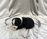 Small Photo #7 Miniature Australian Shepherd Puppy For Sale in ARDMORE, OK, USA