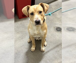 Labrador Retriever-Unknown Mix Dogs for adoption in Forestville, MD, USA