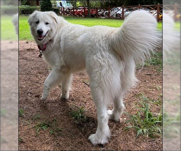 Medium Photo #2 Great Pyrenees-Unknown Mix Puppy For Sale in Houston, TX, USA