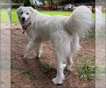 Small #1 Great Pyrenees Mix