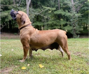 Mother of the Boerboel puppies born on 05/06/2023
