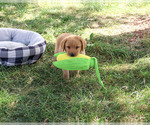 Cooper - Male Labrador Retriever Puppy for Sale - Photo #3