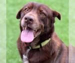 Small #4 Labrador Retriever Mix