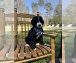 Puppy Nippy Bernedoodle