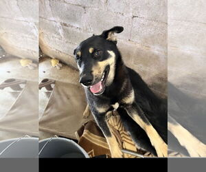 Medium German Shepherd Dog-Huskies  Mix