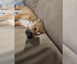 Small #3 American Pit Bull Terrier-Black Mouth Cur Mix