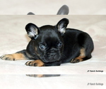 Small Photo #25 French Bulldog Puppy For Sale in WINNSBORO, TX, USA