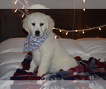 Puppy 7 English Cream Golden Retriever